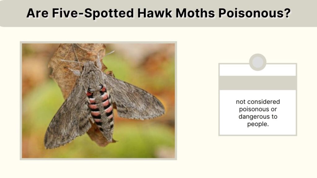 Are Five-Spotted Hawk Moths Poisonous?