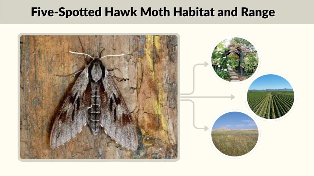 Five-Spotted Hawk Moth Habitat and Range