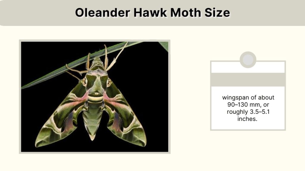 Oleander Hawk Moth Size
