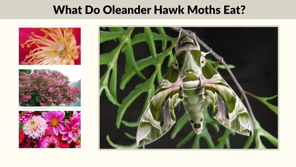 What Do Oleander Hawk Moths Eat?