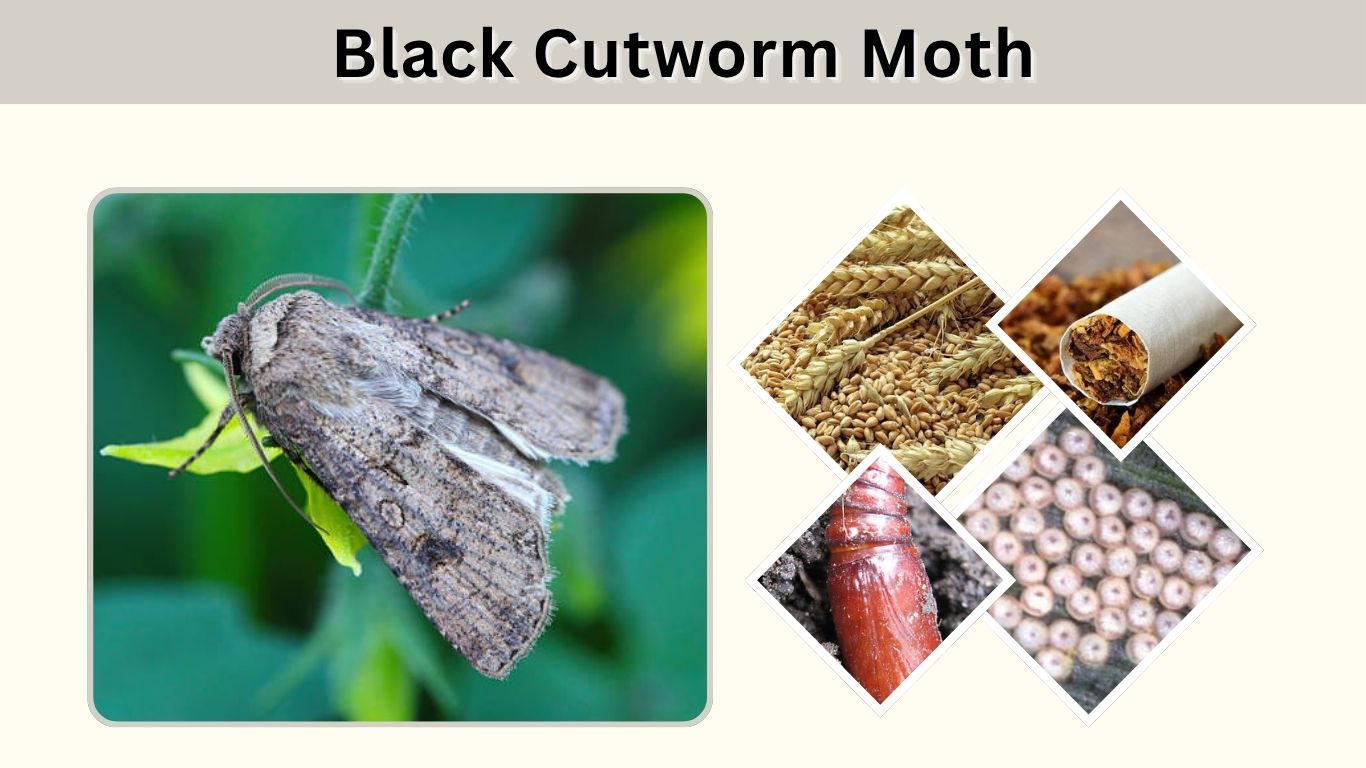 Black Cutworm Moth: Identification, Life Cycle & Facts