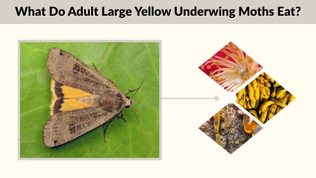 What Do Adult Large Yellow Underwing Moths Eat?