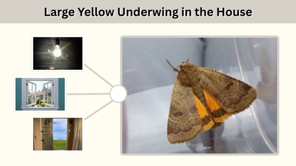 Large Yellow Underwing in the House