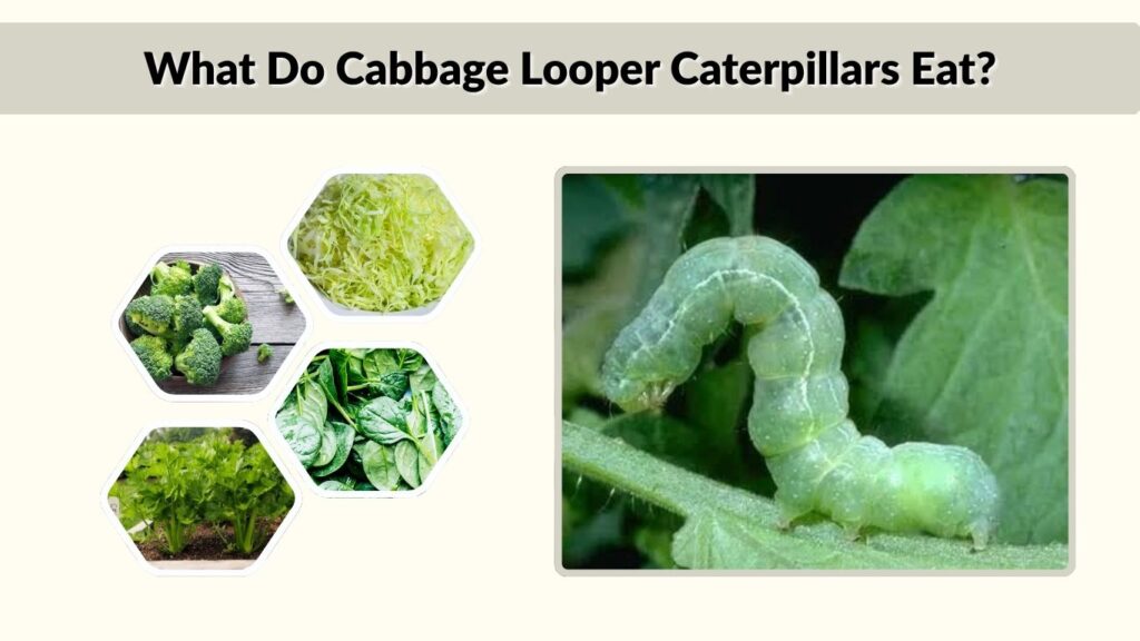 What Do Cabbage Looper Caterpillars Eat?