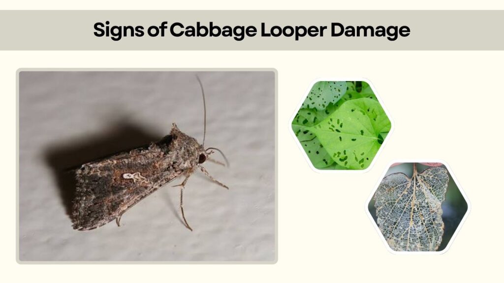 Signs of Cabbage Looper Damage
