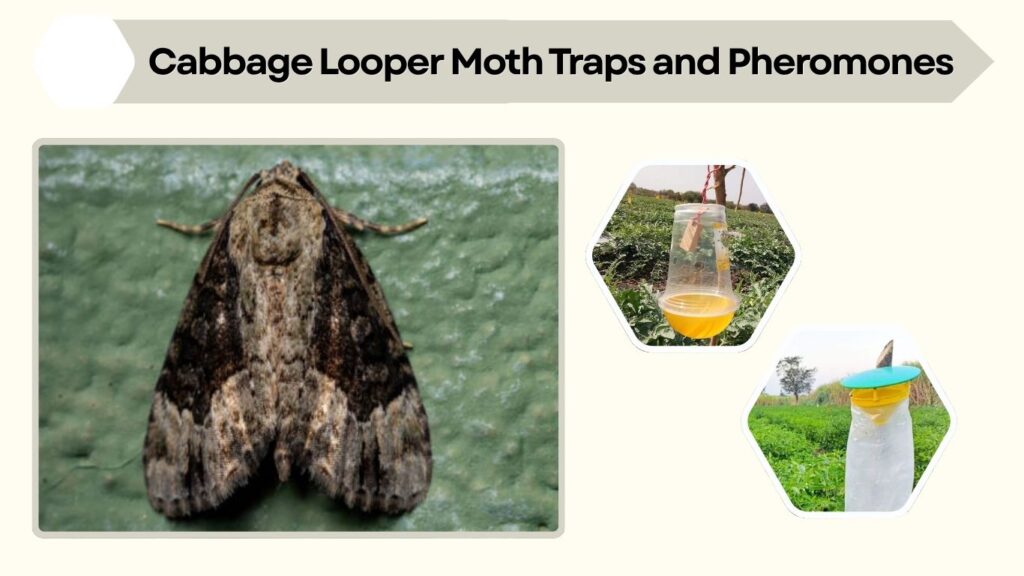 Cabbage Looper Moth Traps and Pheromones