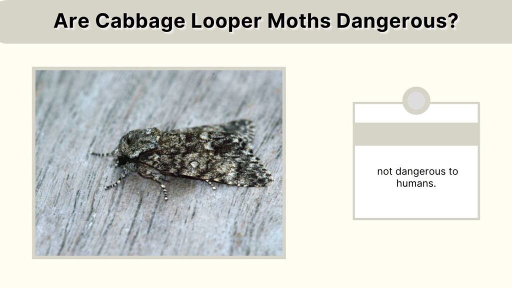 Are Cabbage Looper Moths Dangerous?