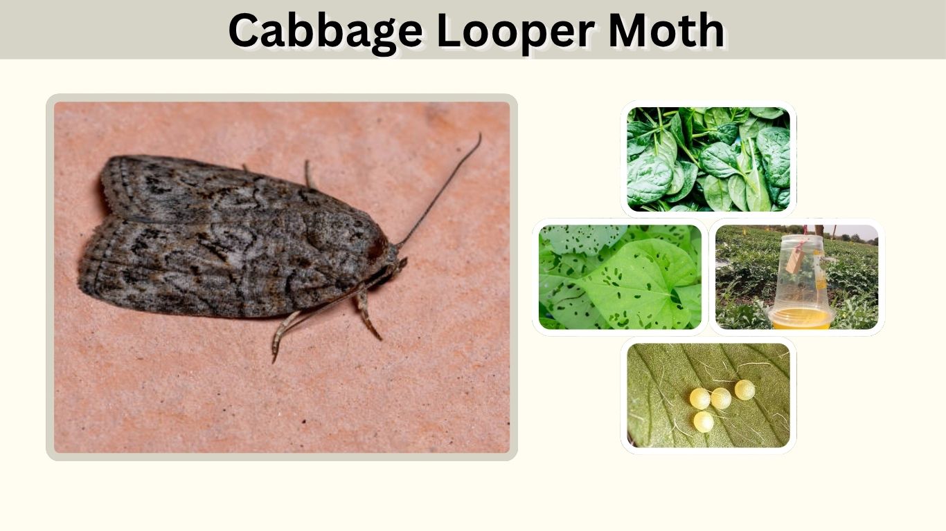 Cabbage Looper Moth: Caterpillar, Life Cycle, Diet & Control