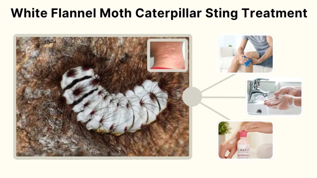 White Flannel Moth Caterpillar Sting Treatment