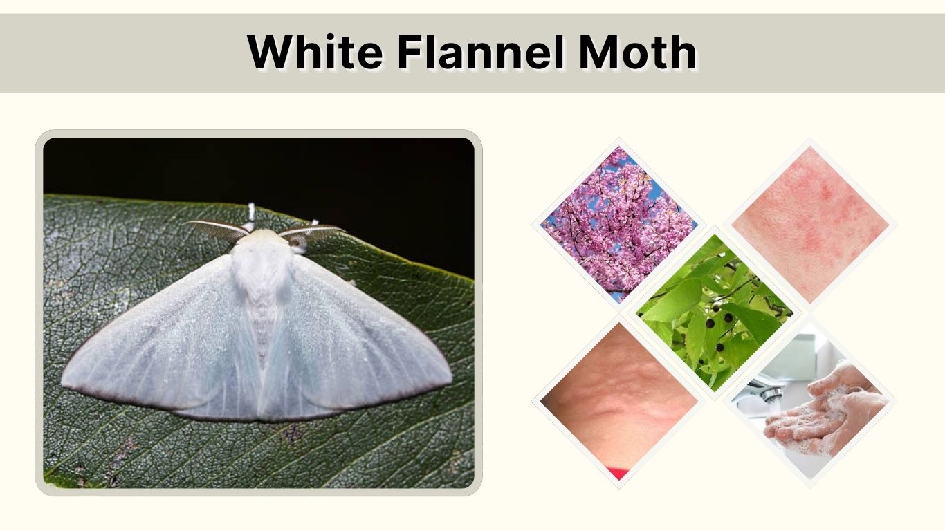 White Flannel Moth: Caterpillar, Life Cycle, Sting & Control