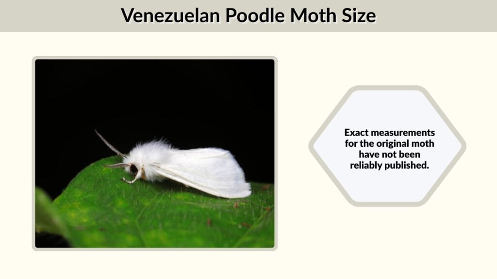 Venezuelan Poodle Moth Size