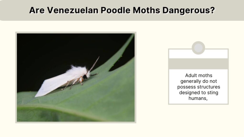 Are Venezuelan Poodle Moths Dangerous?