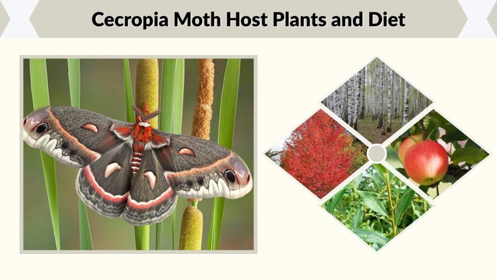 Cecropia Moth Host Plants and Diet