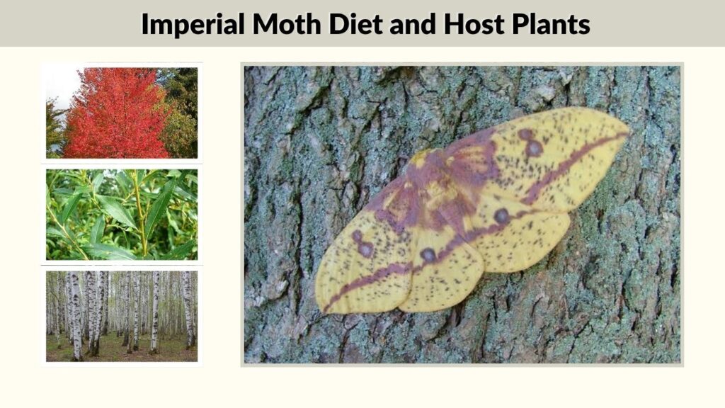 Imperial Moth Diet and Host Plants