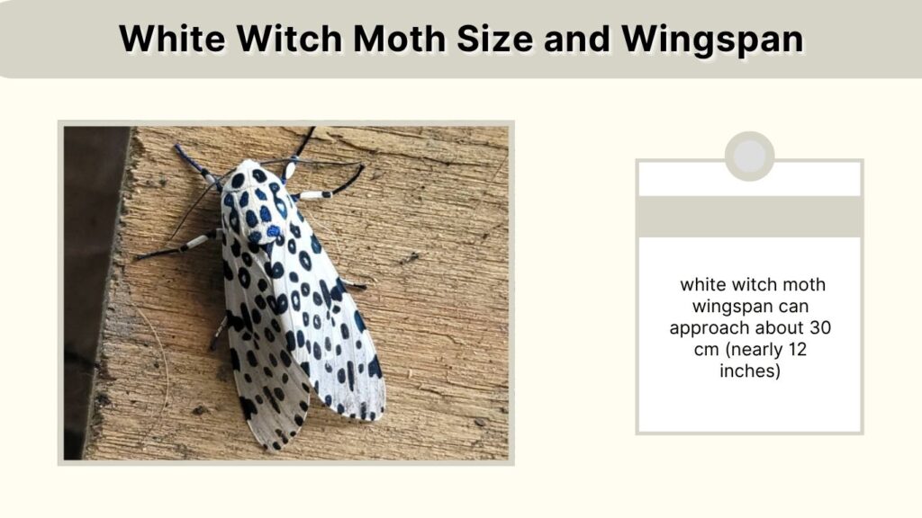 White Witch Moth Size and Wingspan