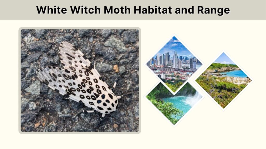 White Witch Moth Habitat and Range