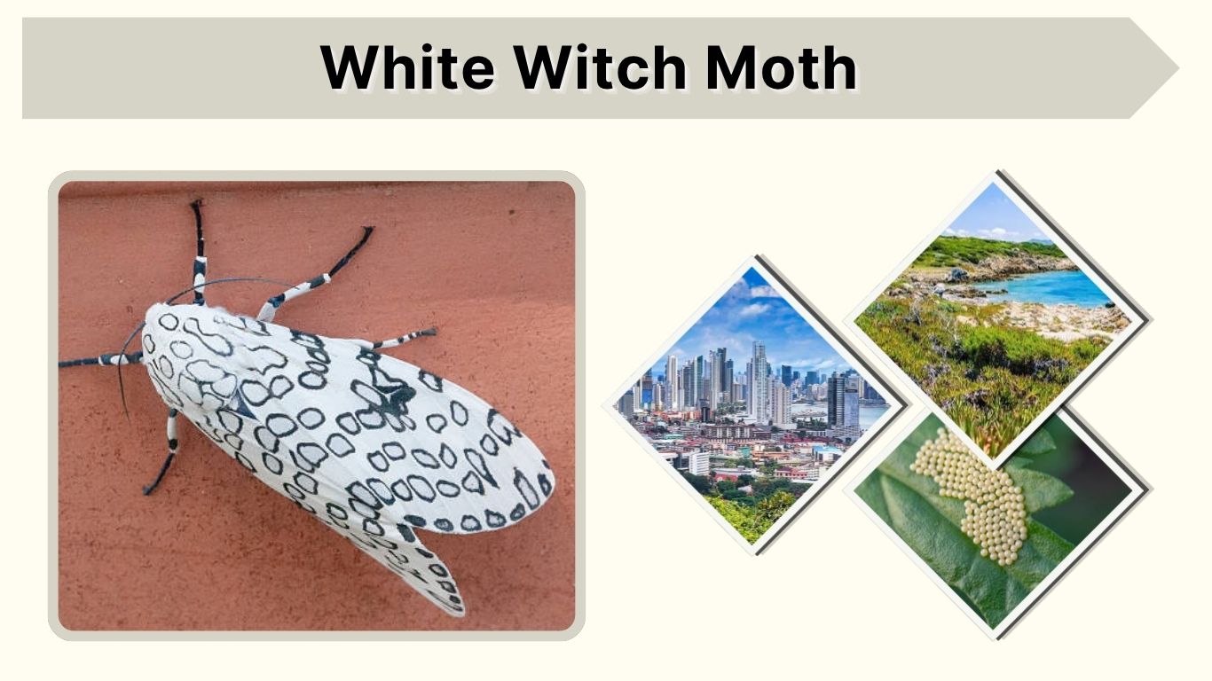 White Witch Moth: Size, Wingspan, Habitat, and Facts