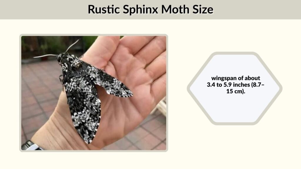 Rustic Sphinx Moth Size