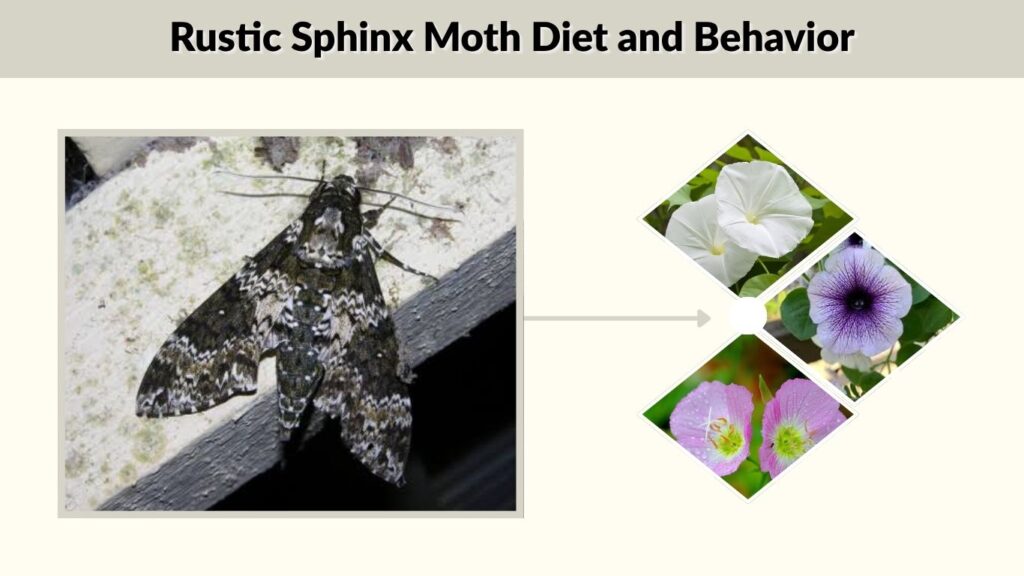 Rustic Sphinx Moth Diet and Behavior