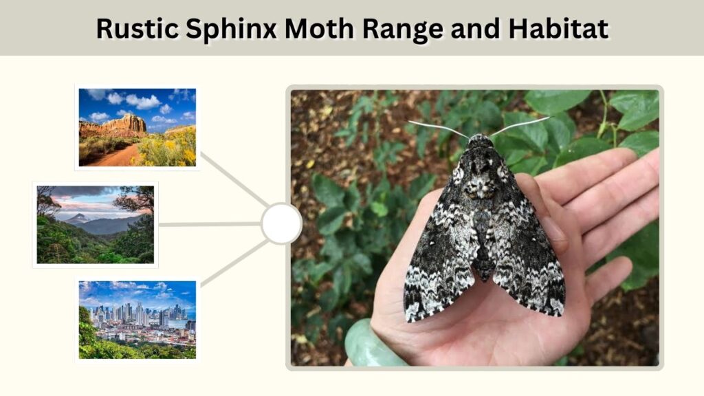 Rustic Sphinx Moth Range and Habitat