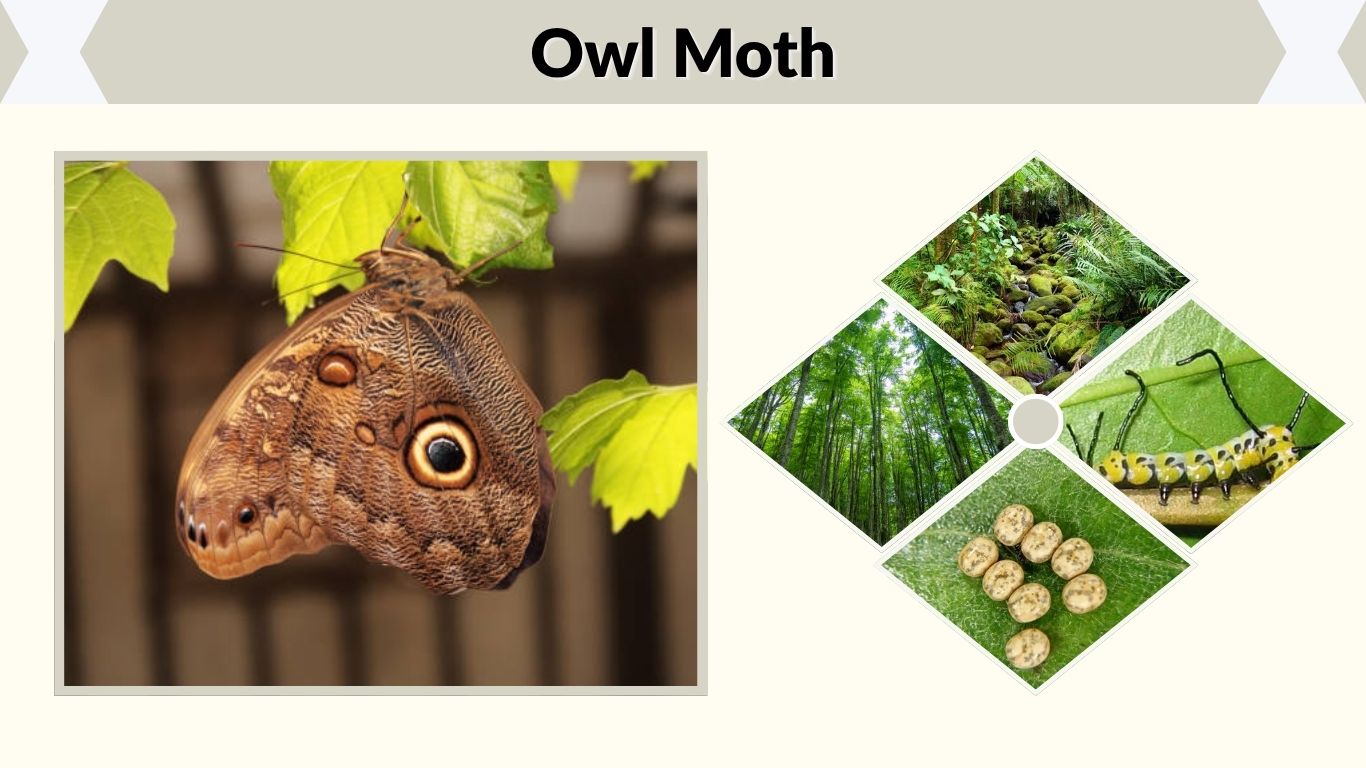 Owl Moth: Facts, Size, Caterpillar, Habitat & Eyespots