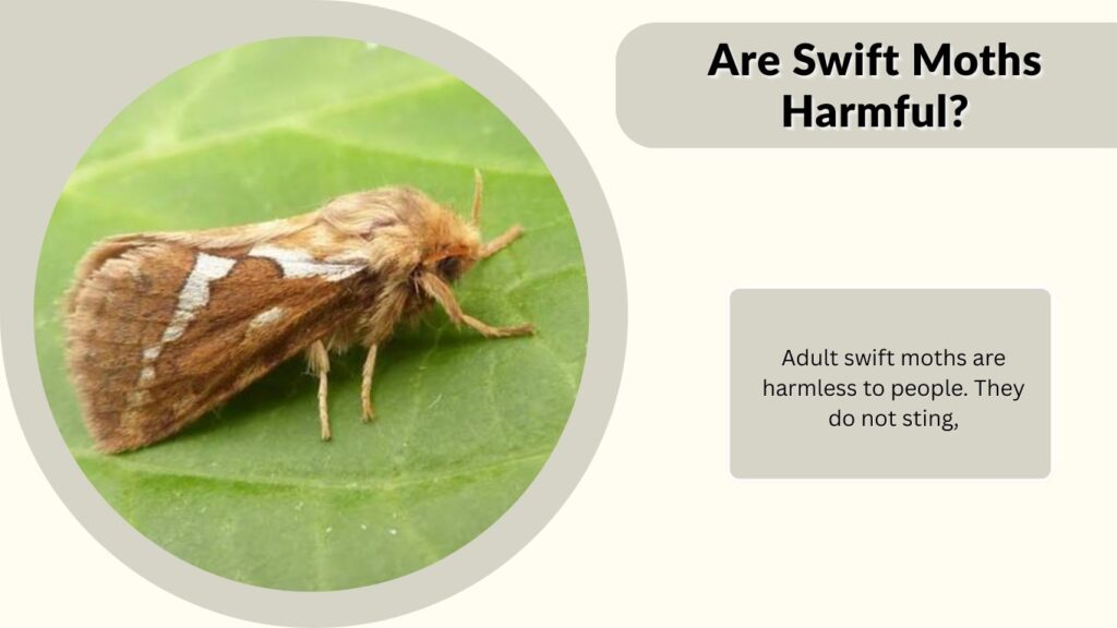 Are Swift Moths Harmful?