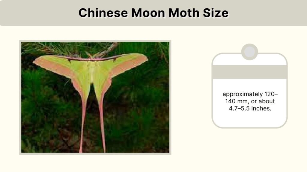 Chinese Moon Moth Size