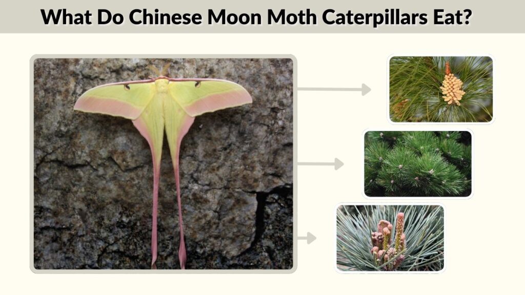 What Do Chinese Moon Moth Caterpillars Eat?