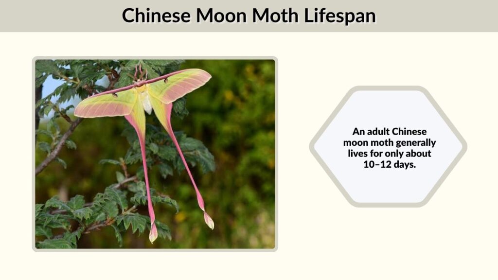 Chinese Moon Moth Lifespan