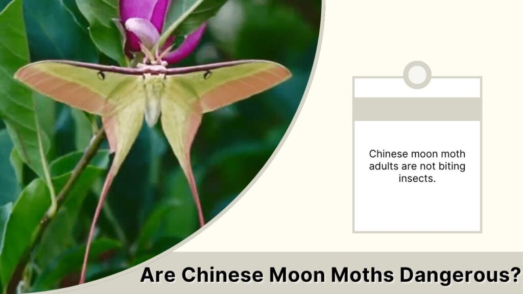Are Chinese Moon Moths Dangerous?
