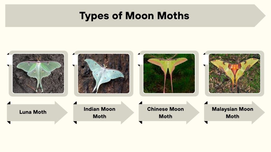 Types of Moon Moths