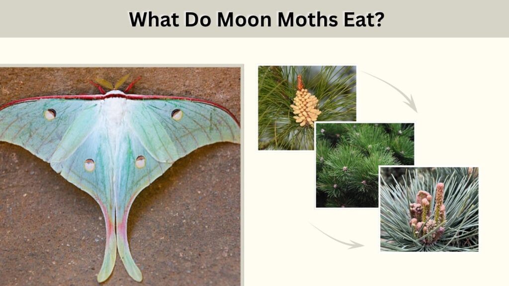 What Do Moon Moths Eat?