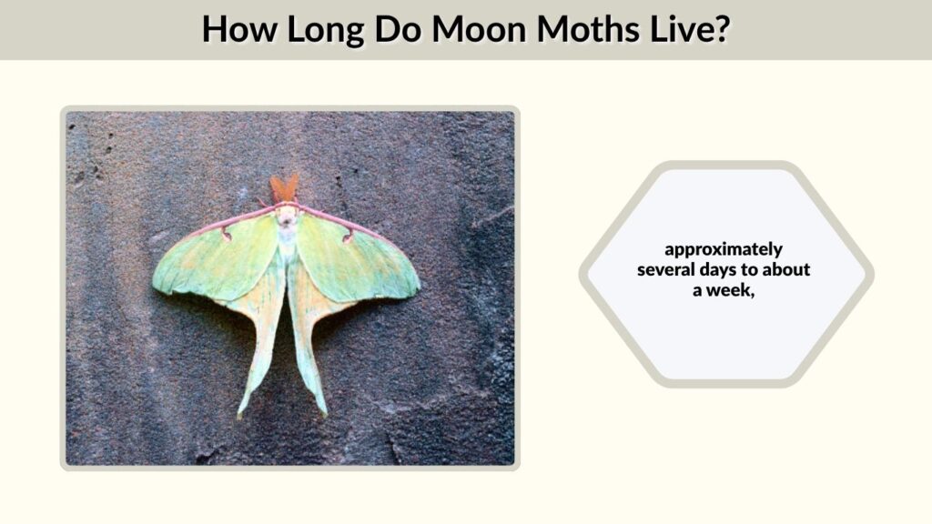 How Long Do Moon Moths Live?