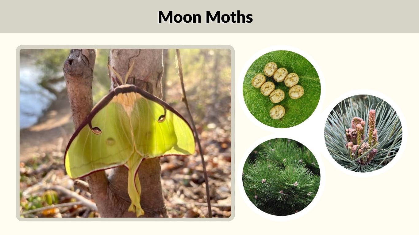 Moon Moths: Types, Facts, Diet, Lifespan & Moon Navigation
