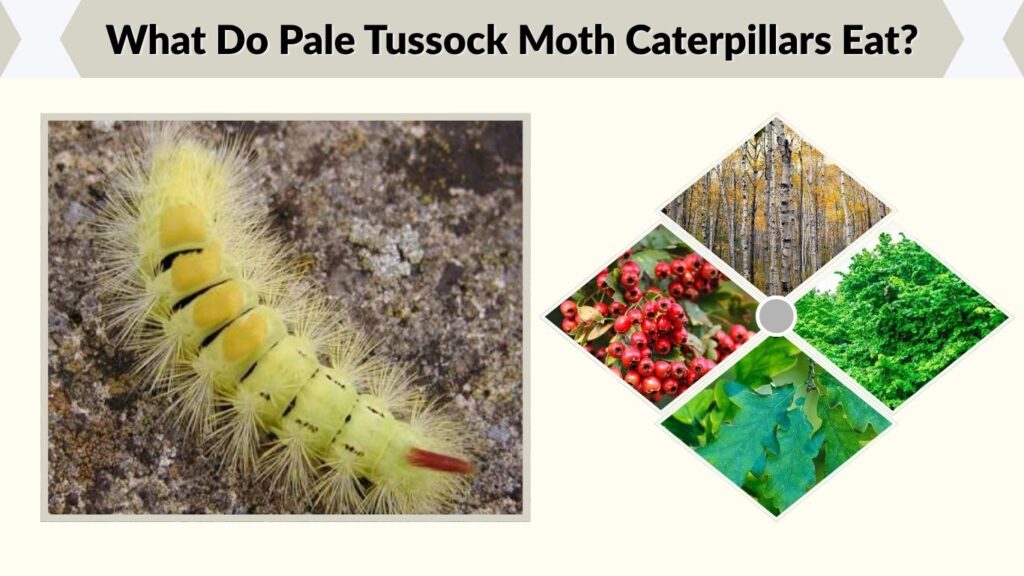 What Do Pale Tussock Moth Caterpillars Eat?