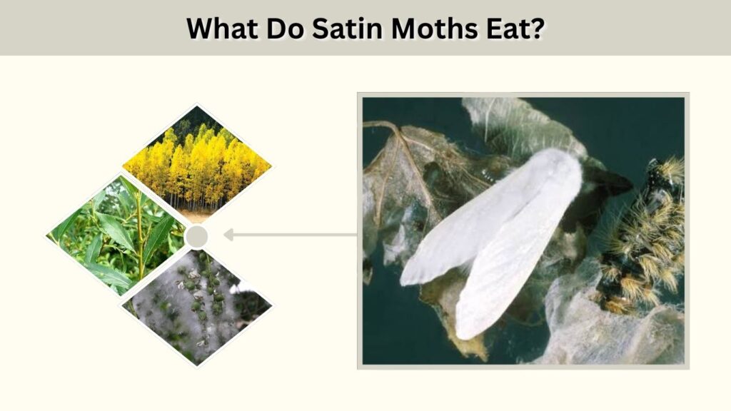 What Do Satin Moths Eat?