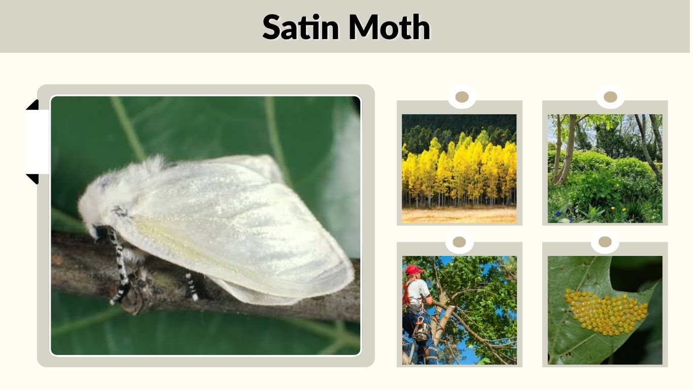 Satin Moth: Identification, Caterpillar, Diet & Life Cycle