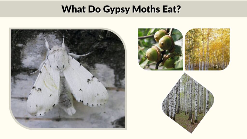 What Do Gypsy Moths Eat?