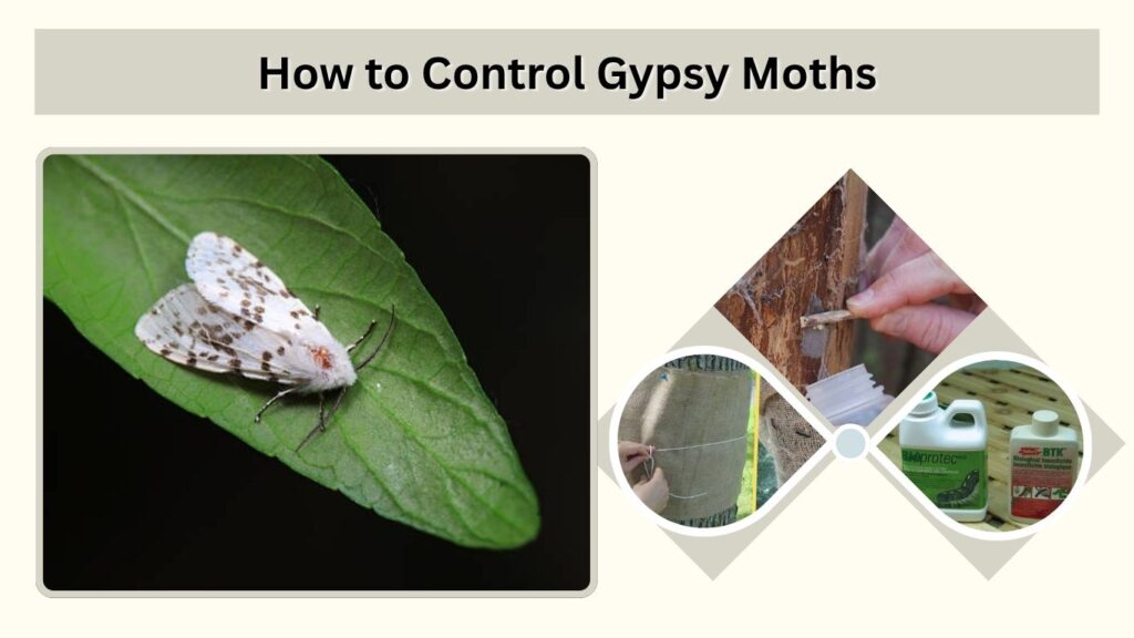 How to Control Gypsy Moths