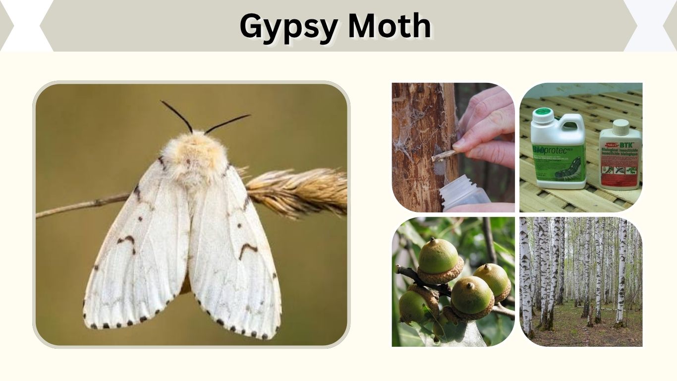 Gypsy Moth: Identification, Damage and Control Guide