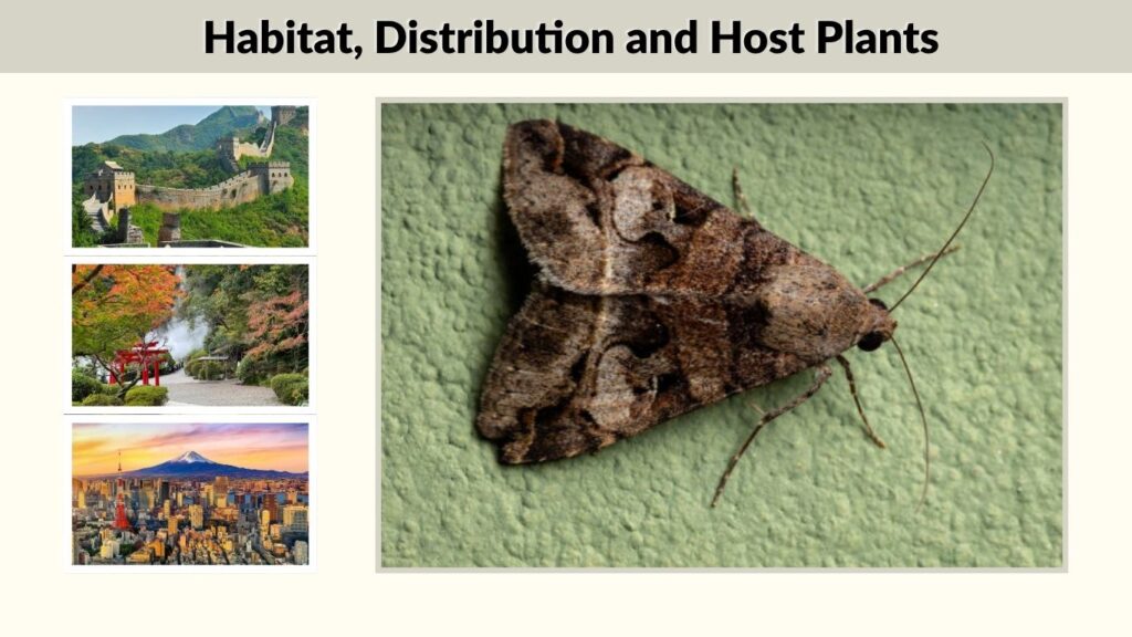 Habitat, Distribution and Host Plants