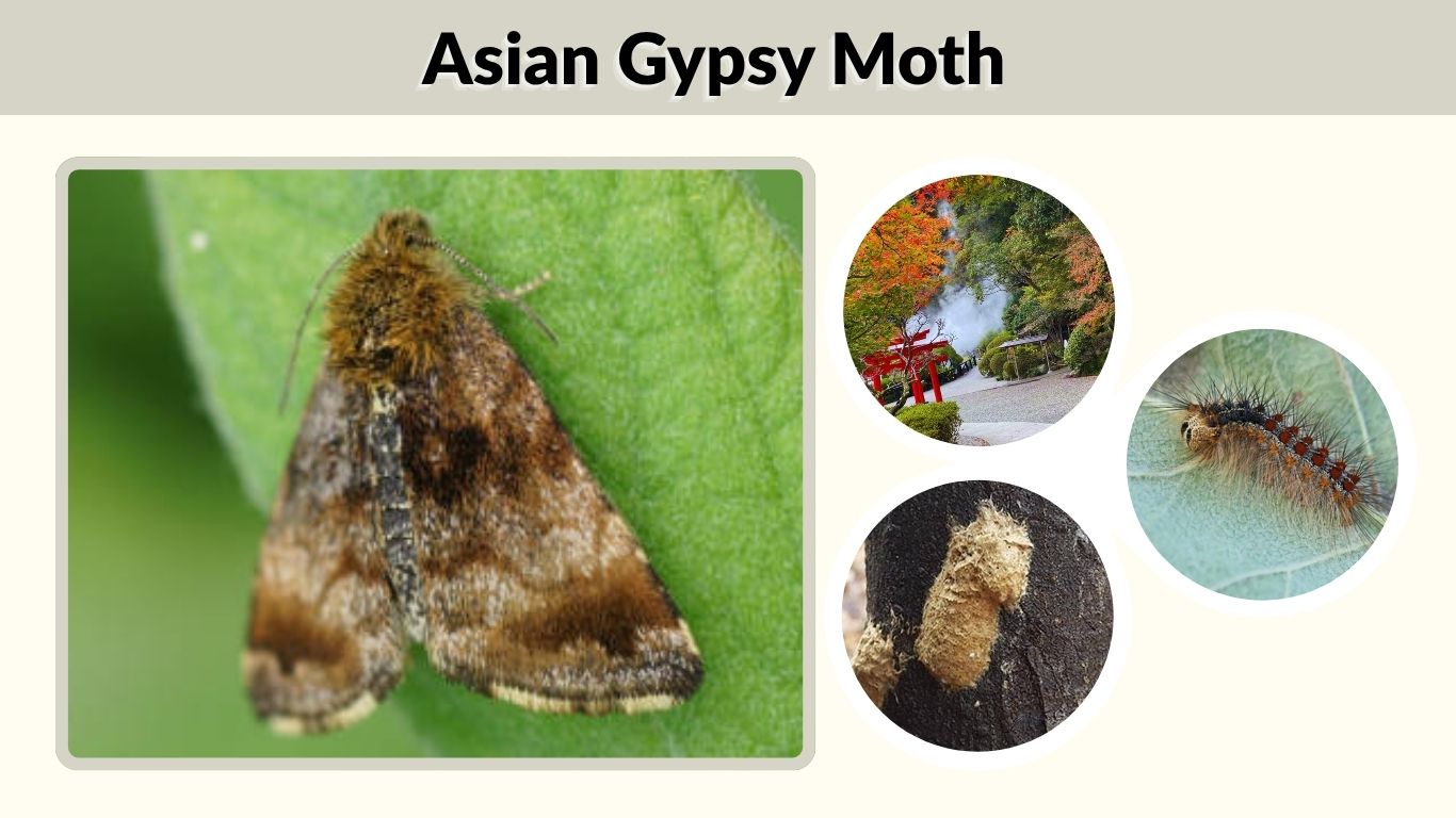 Asian Gypsy Moth: Identification, Damage and Inspection