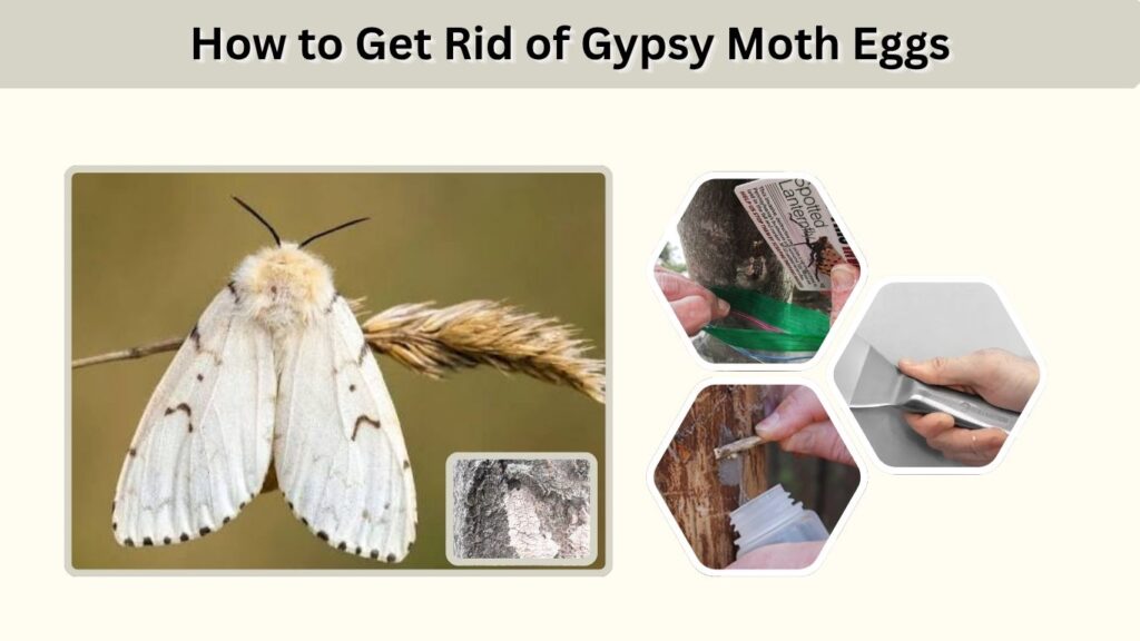 How to Get Rid of Gypsy Moth Eggs
