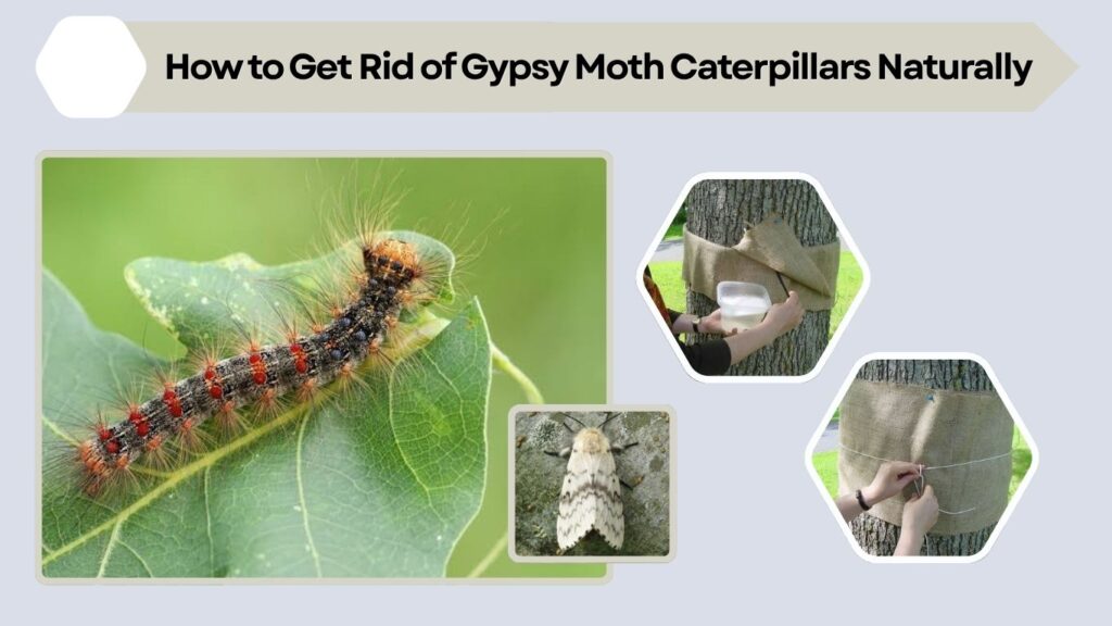 How to Get Rid of Gypsy Moth Caterpillars Naturally