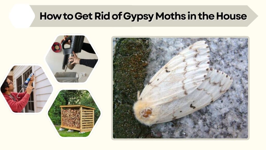 How to Get Rid of Gypsy Moths in the House