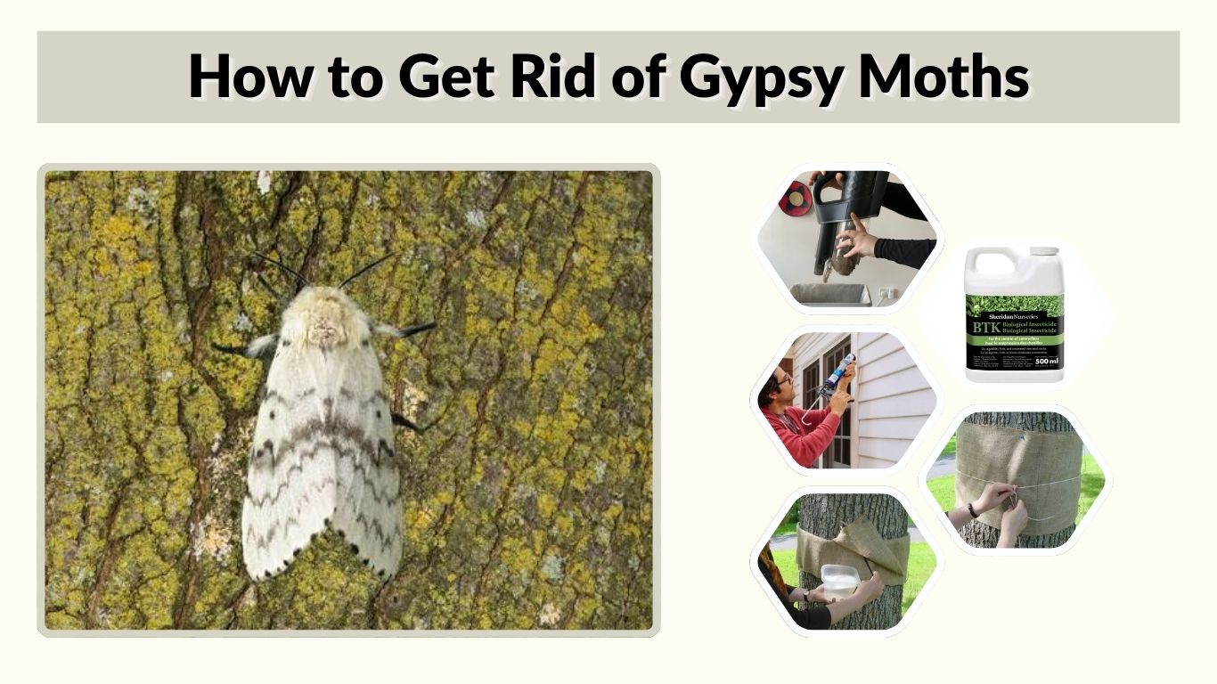 How to Get Rid of Gypsy Moths Naturally and Safely