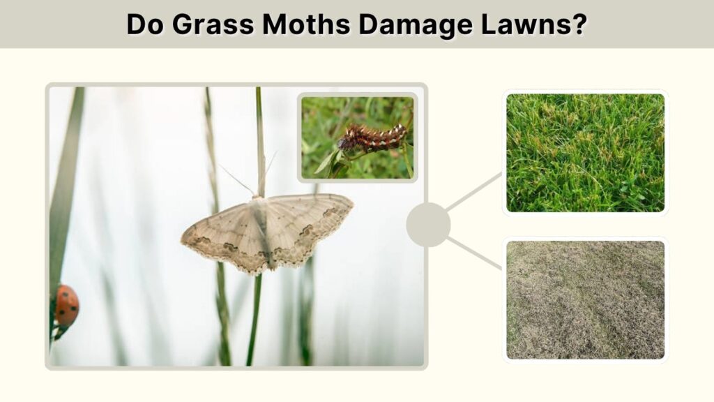 Do Grass Moths Damage Lawns?
