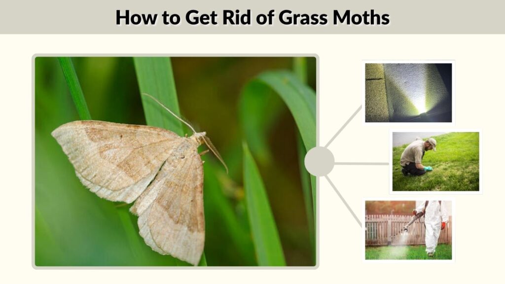 How to Get Rid of Grass Moths