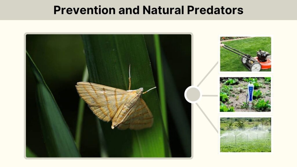 Prevention and Natural Predators
