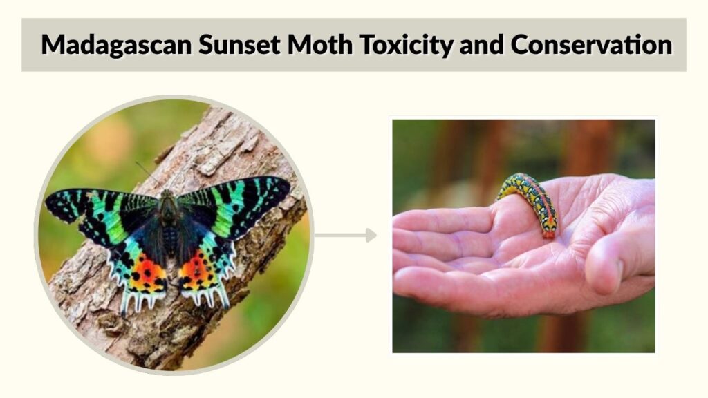 Madagascan Sunset Moth Toxicity and Conservation